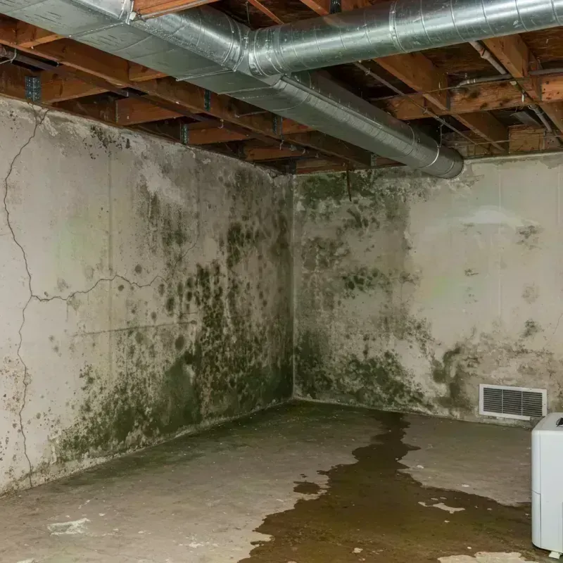 Professional Mold Removal in Prestbury, IL